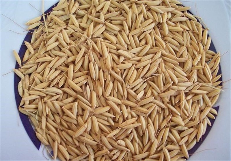 توصیه های فنی زراعت برنج
