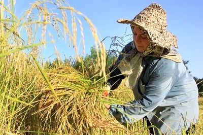 کیفیت امسال «برنج گیلان» بهتر خواهد بود