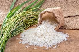 افزایش کیفیت و کمیت برنج در صومعه سرا