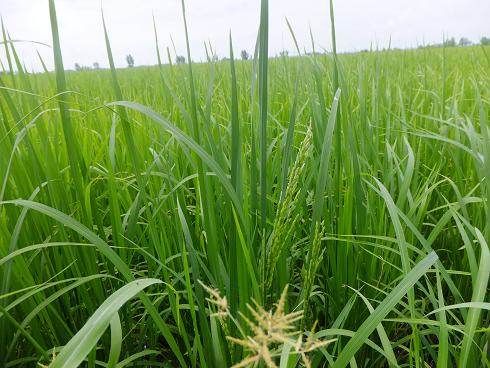 ظهور اولین خوشه برنج در استان گیلان