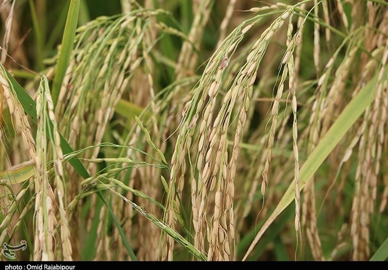 ۸ مرکز فعال در گیلان آماده خرید توافقی برنج از شالیکاران هستند 