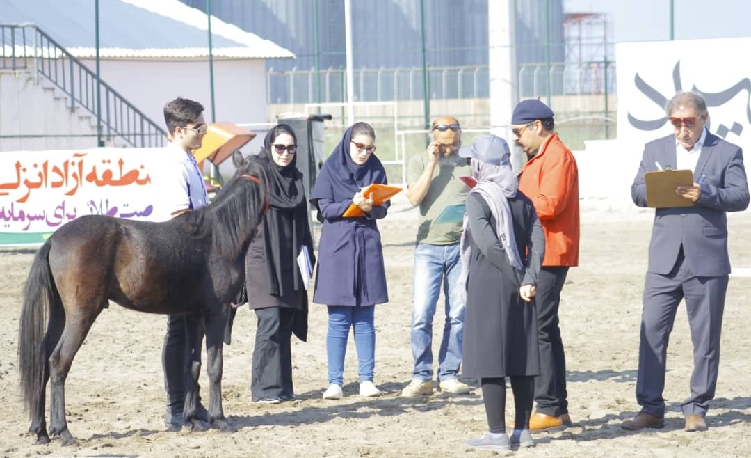 برگزاری هجدهمین جشنواره ملی زیبایی اسب کاسپین در منطقه آزاد انزلی