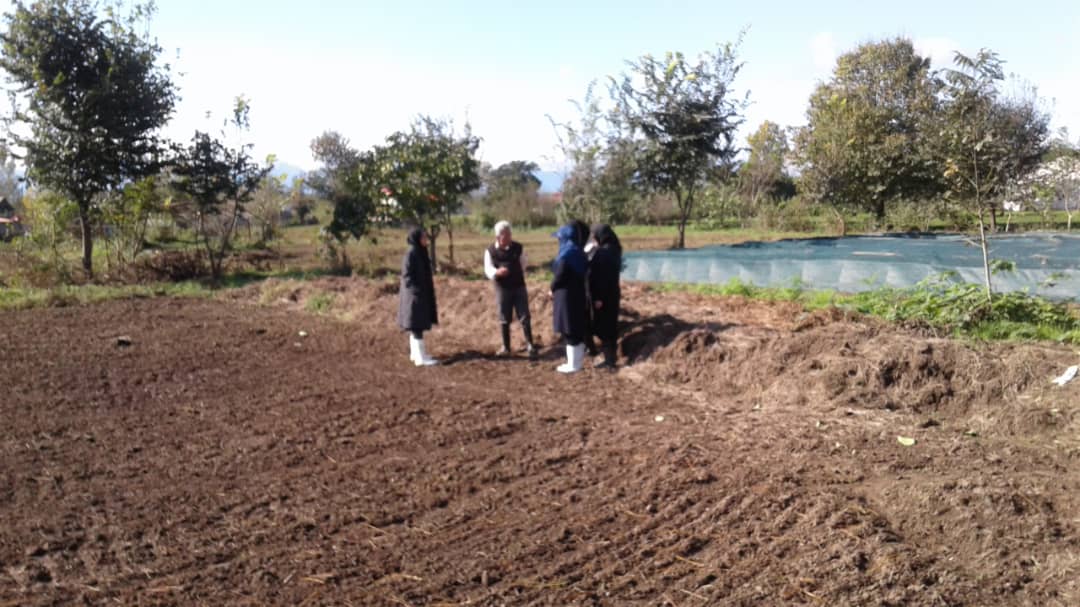 تله گزاری  مزارع کلزا در دهستان ملاسرا شهرستان شفت