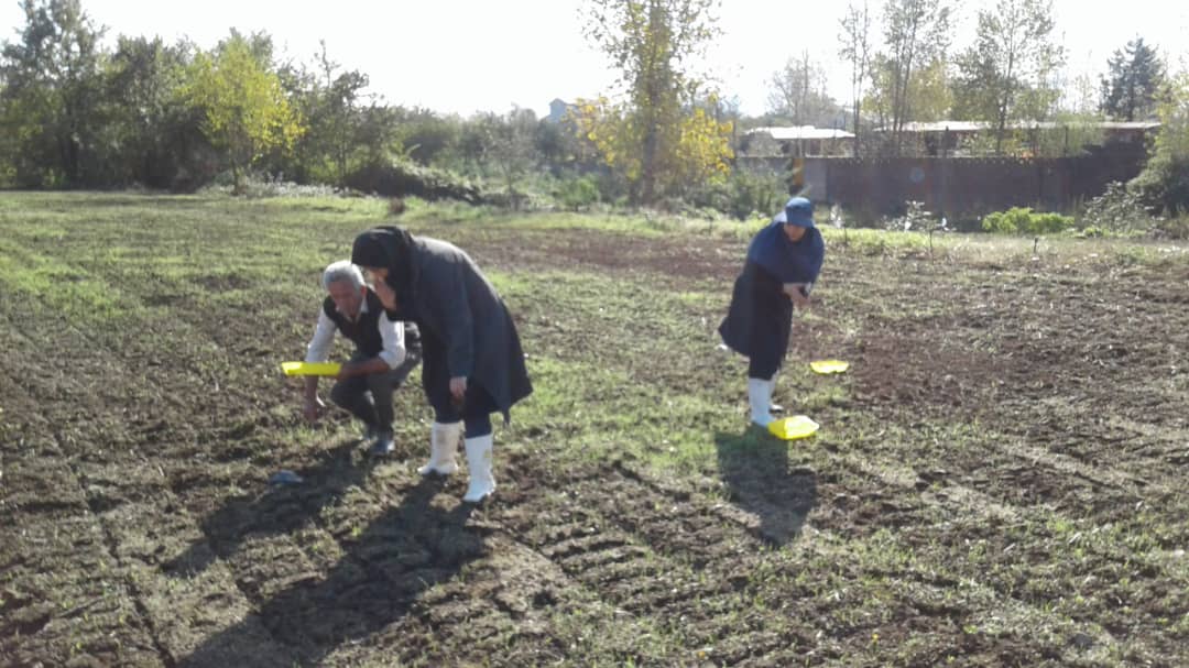 تله گزاری  مزارع کلزا در دهستان ملاسرا شهرستان شفت