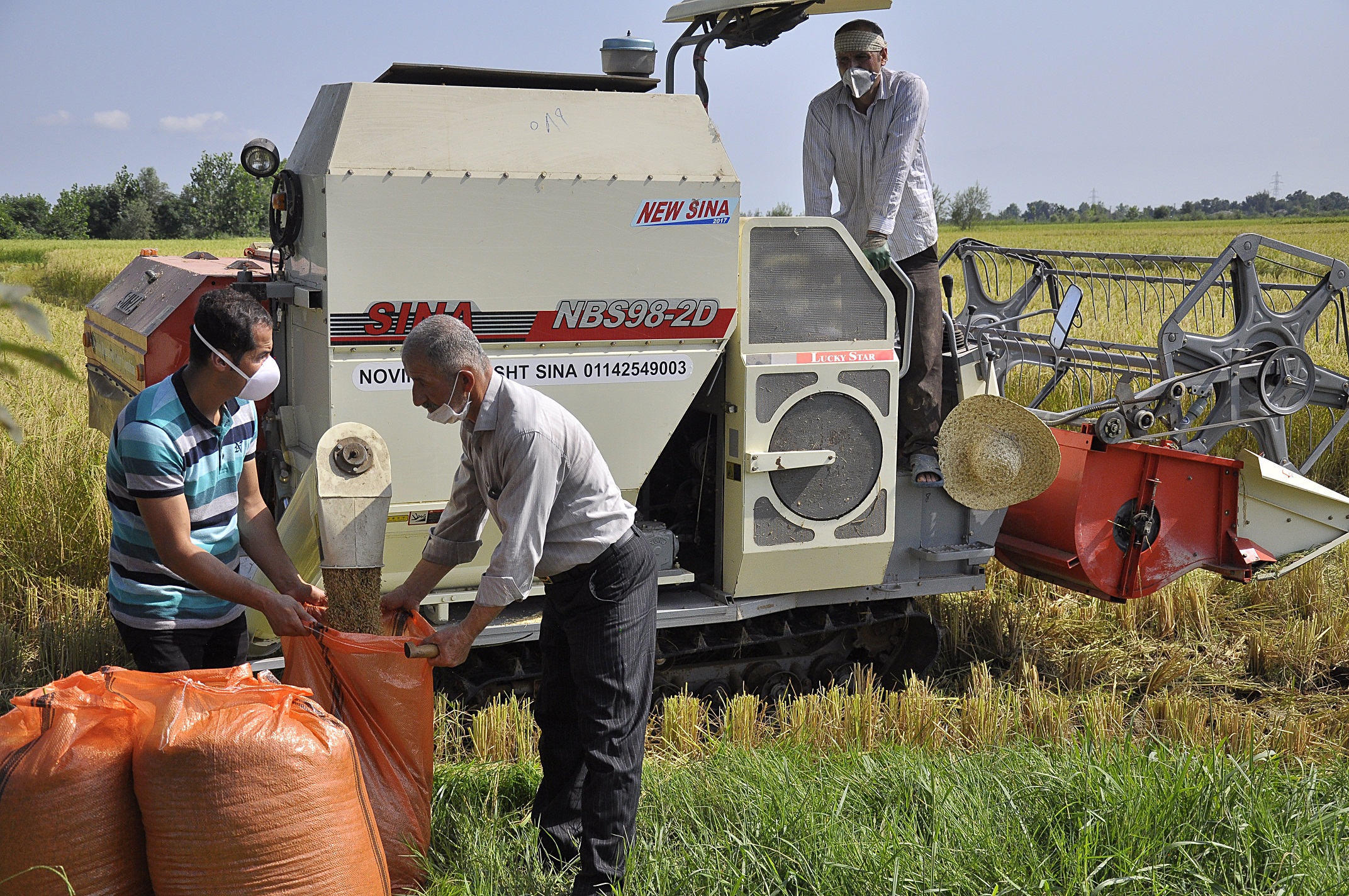 گزارش تصویری اولین برداشت مکانیزه برنج در گیلان