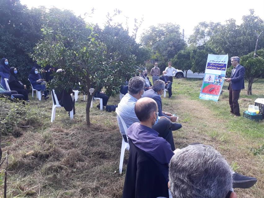 برگزاری روز مزرعه مرکبات در شهرستان رودسر