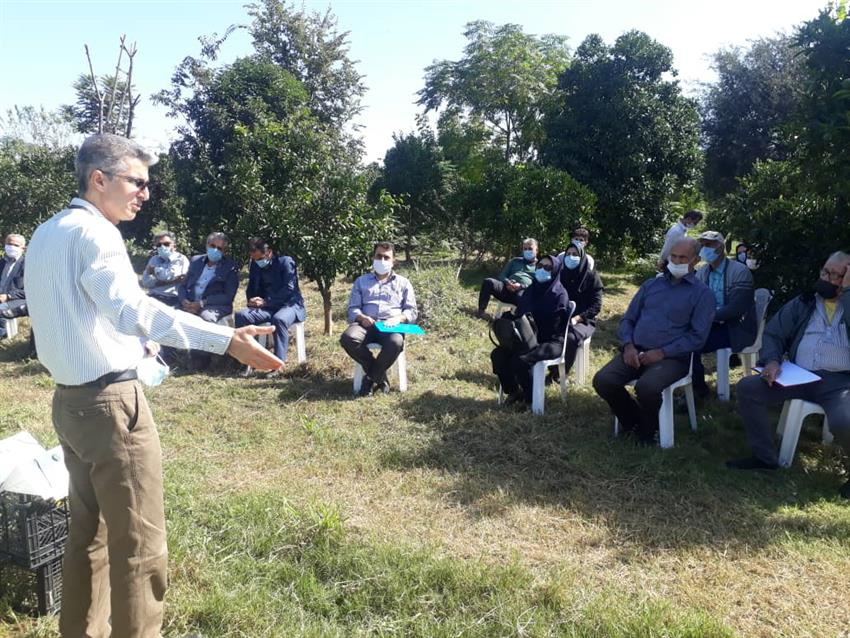 برگزاری روز مزرعه مرکبات در شهرستان رودسر