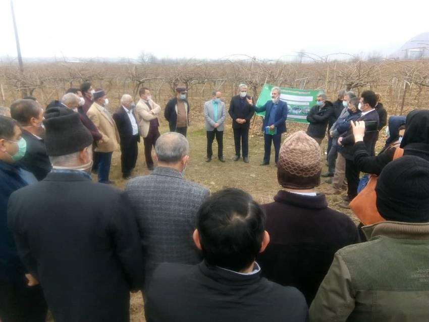 برگزاری روز مزرعه کیوی در شهرستان تالش