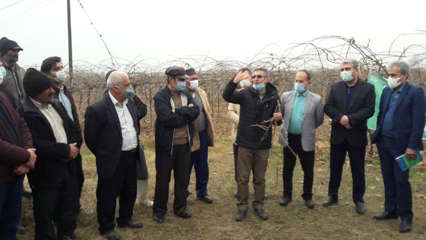 برگزاری روز مزرعه کیوی در شهرستان تالش