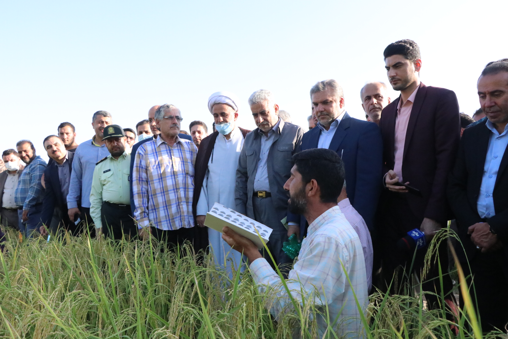 آیین اولین برداشت برنج در شهرستان خمام