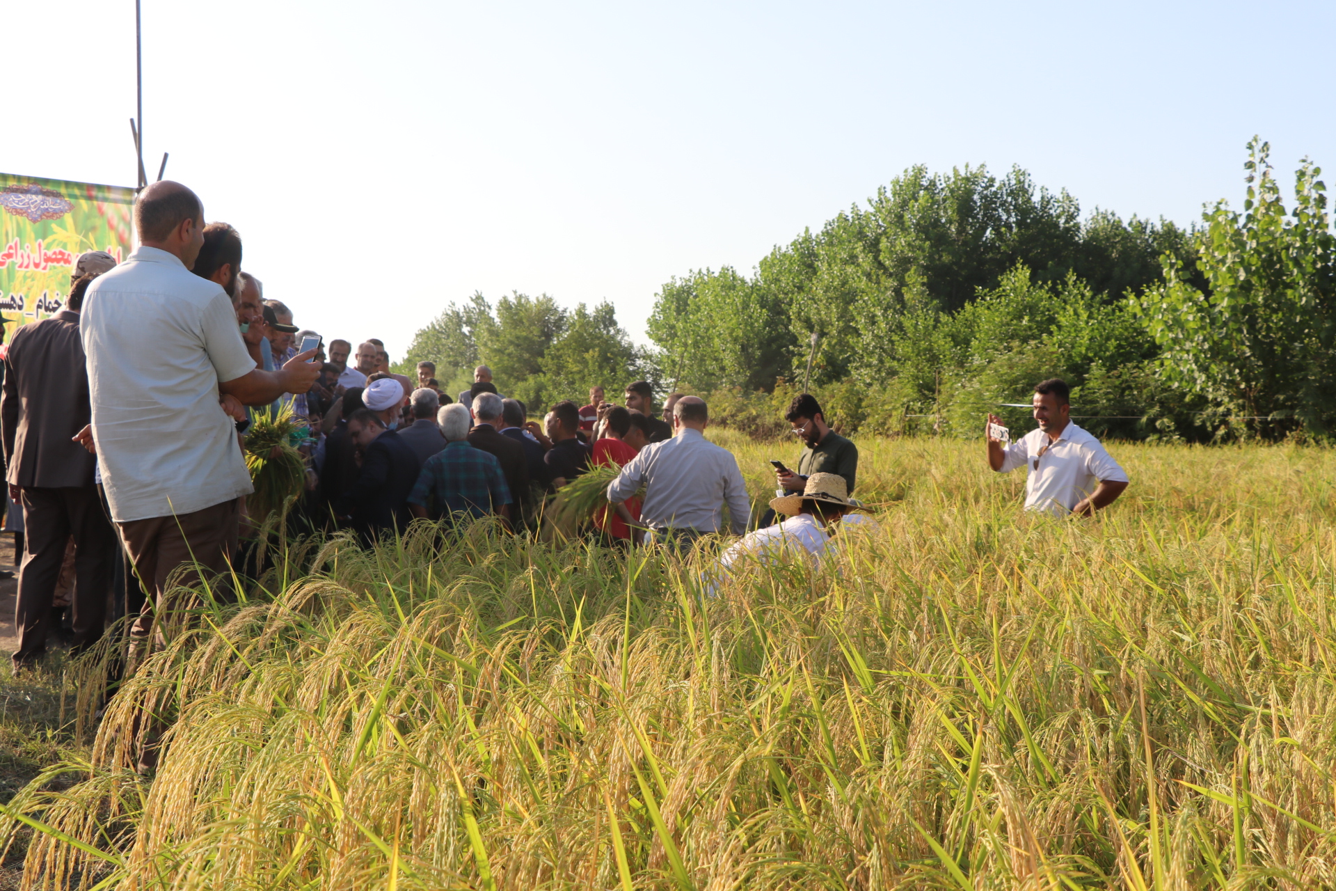 آیین اولین برداشت برنج در شهرستان خمام