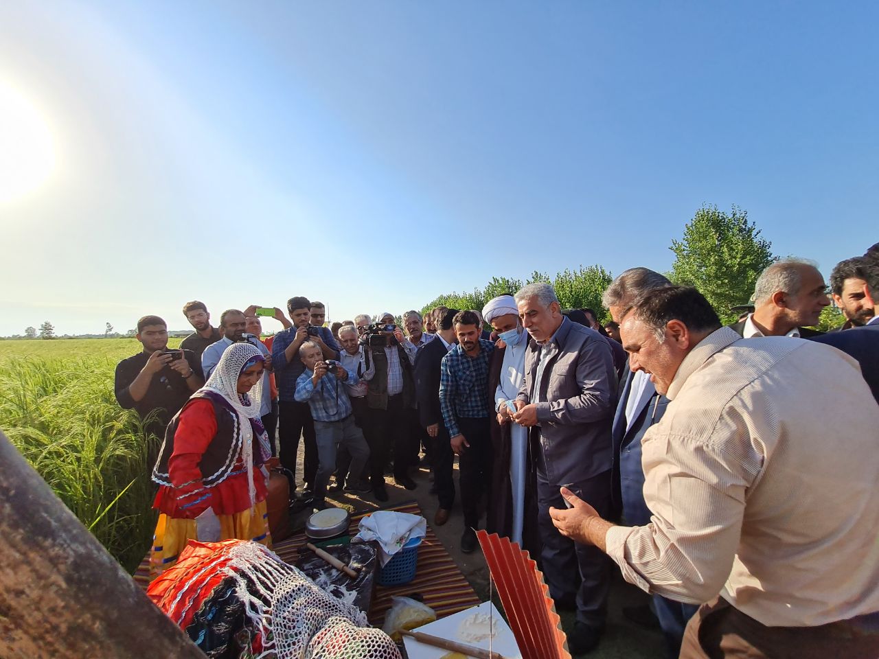 آیین اولین برداشت برنج در شهرستان خمام