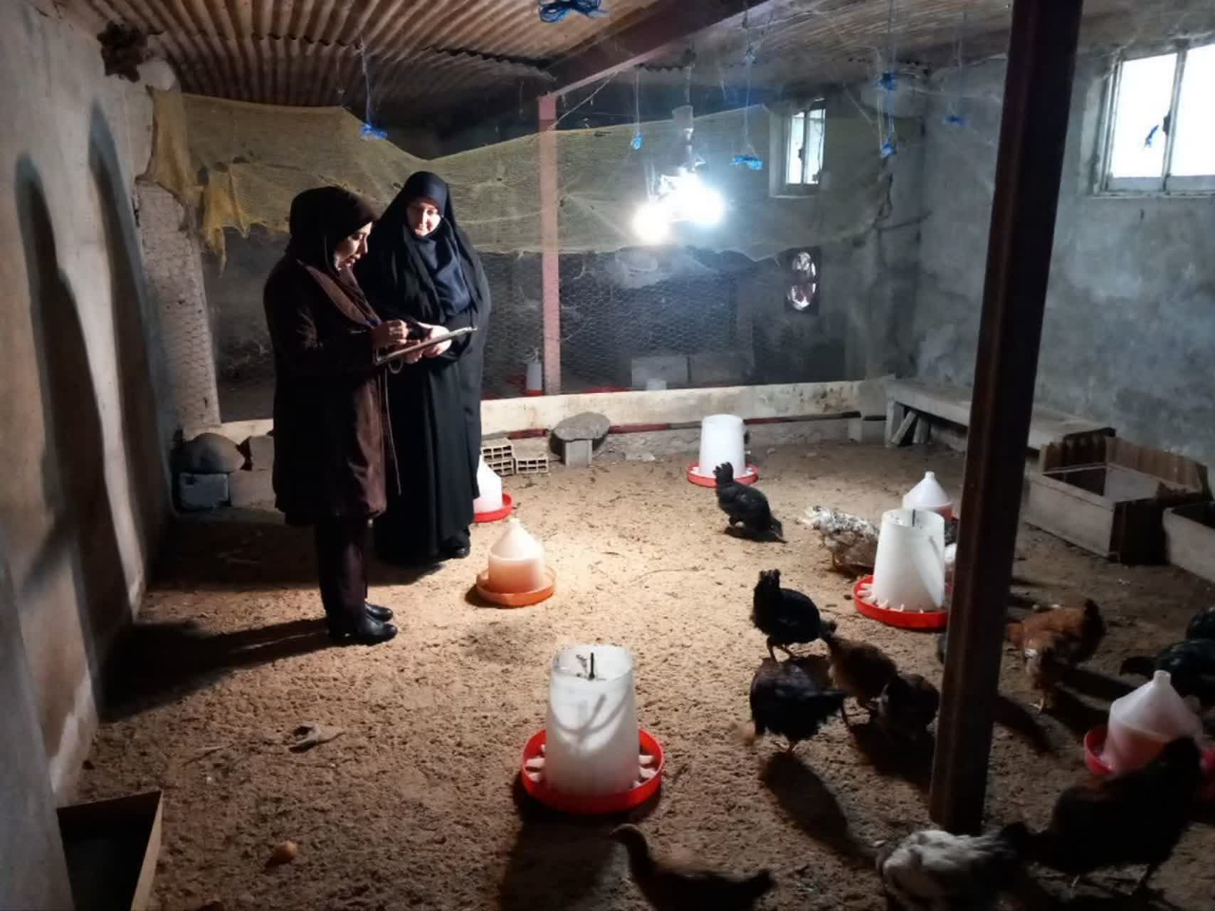 بازدید از طرح پرورش مرغ بومی در لنگرود