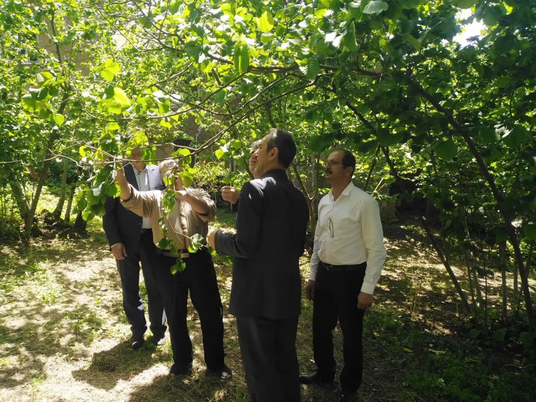 با حضور رئیس سازمان جهاد کشاورزی گیلان؛  ظرفیتهای توسعه ای باغات فندق رودسر بررسی شد