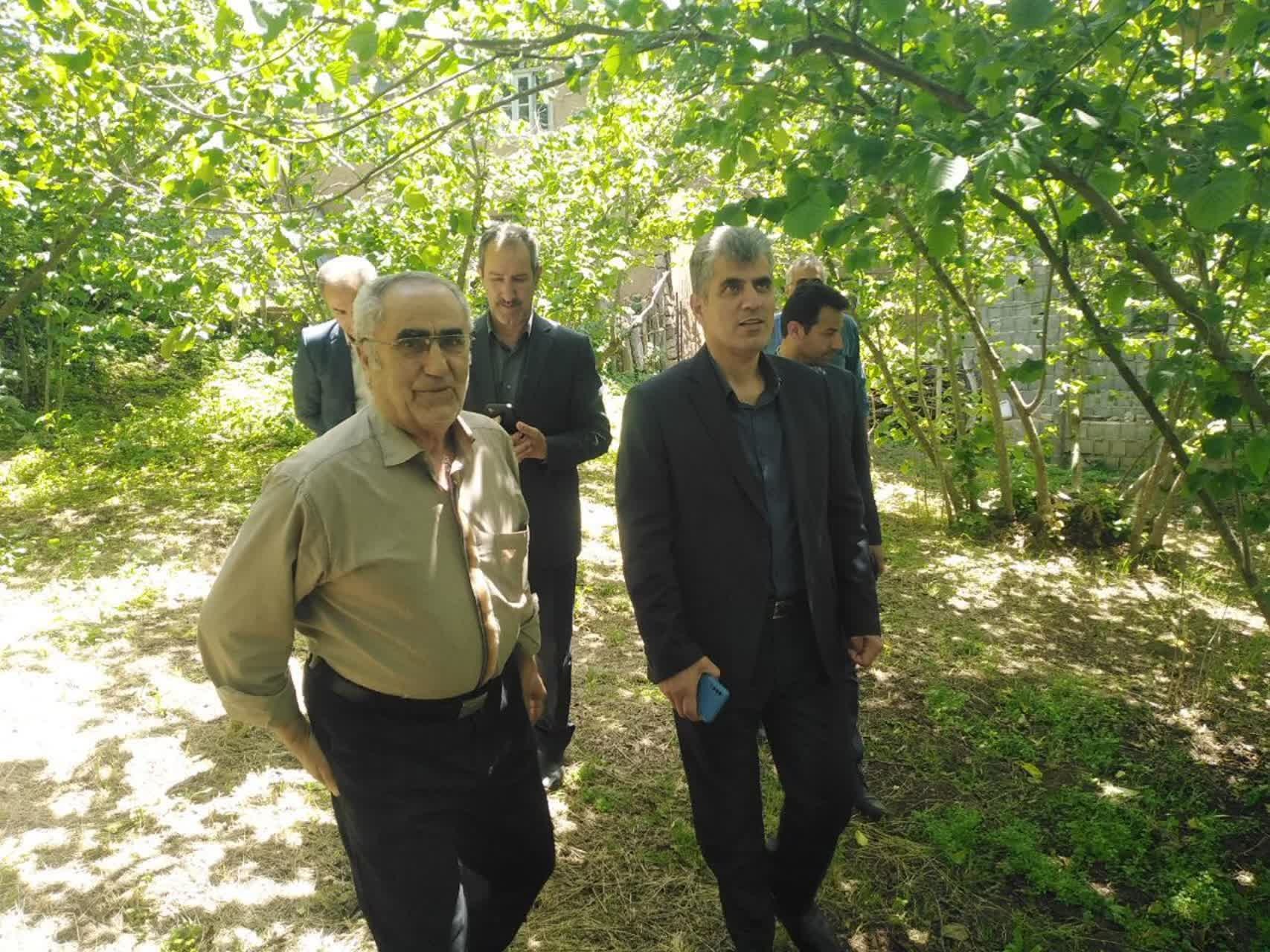 با حضور رئیس سازمان جهاد کشاورزی گیلان؛  ظرفیتهای توسعه ای باغات فندق رودسر بررسی شد