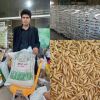 آغاز توزیع بذور گواهی شده برنج بین شالیکاران شهرستان لاهیجان
