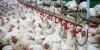 افزایش ۱۲ درصدی جوجه ریزی در مرغداری های گیلان