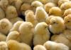 افزایش ۱۲ درصدی جوجه ریزی در مرغ داری‌ها