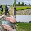 برگزاری روز مزرعه محصول سالم برنج در اولین روز از هفته جهاد کشاورزی در شهرستان لاهیجان
