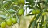 باغات زیتون رودبار در مرحله رشد میوه و سخت شدن هسته