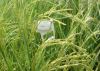 مبارزه بیولوژیک با آفت ساقه خوار برنج در شهرستان تالش