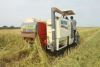 نخستین برداشت مکانیزه محصول برنج درشهرستان رودبار
