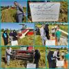 اجرای عملیات کیل گیری برنج توسط کارشناسان مربی طرح همگام با کشاورز درشهرستان املش