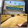 خرید تضمینی محصول گندم از کشاورزان شهرستان رودبار آغاز شد