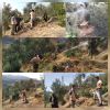 کانون کوبی آفت مگس زیتون در باغات سنتی شهرستان رودبار