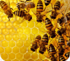 فعالیت 334 بهره بردار زنبور عسل در شفت