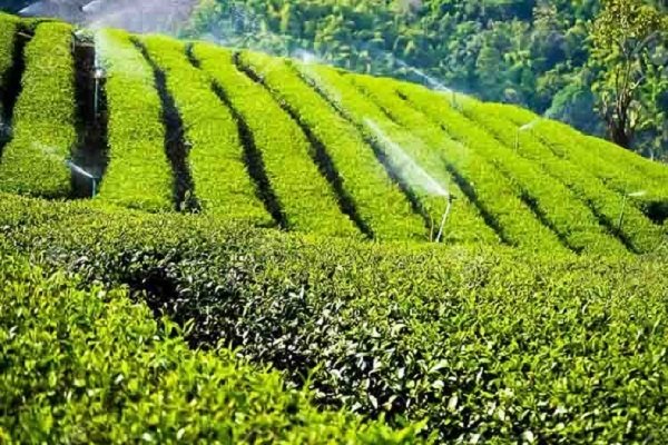 مبارزه با آفت مگس سفید در باغات چای شهرستان املش