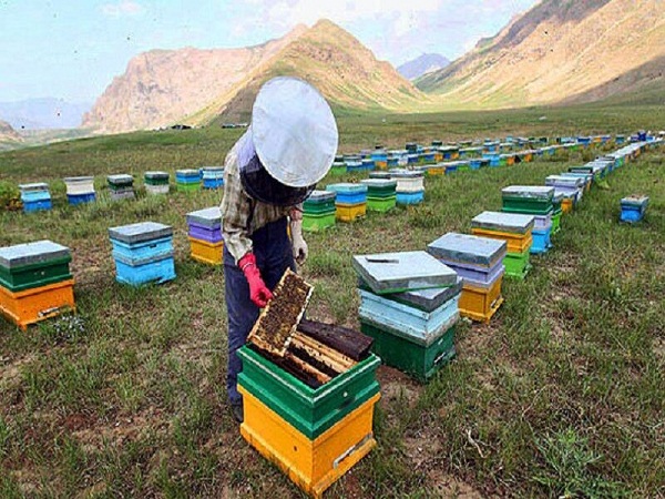 افزایش تولید عسل در شهرستان شفت