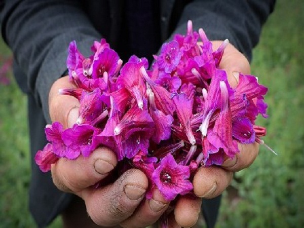 برداشت ۸۰درصد گل گاوزبان در شهرستان رودسر