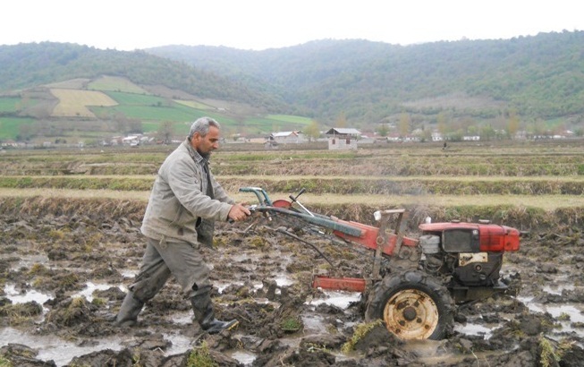 اقدامات پایدار سازمان جهاد کشاورزی گیلان برای شروع یک فصل زراعی موفق