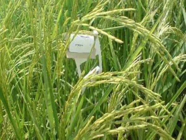 مبارزه بیولوژیک علیه نسل اول آفت کرم ساقه خوار برنج در لنگرود