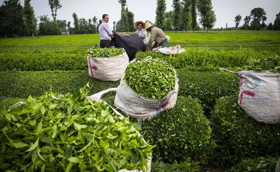 برداشت برگ سبز چای با استفاده از ماشین برگ چین تک نفره شارژی برای اولین بار در کشور در لاهیجان 