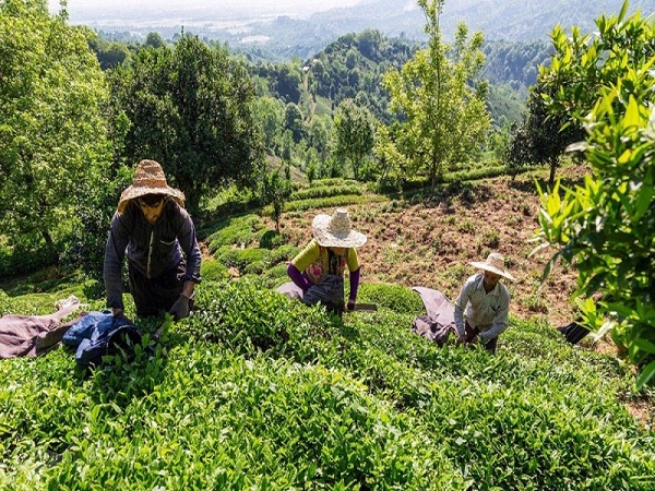 افزایش ۱۵ درصدی تولید برگ سبز چای با احیا و به‌زراعی باغات