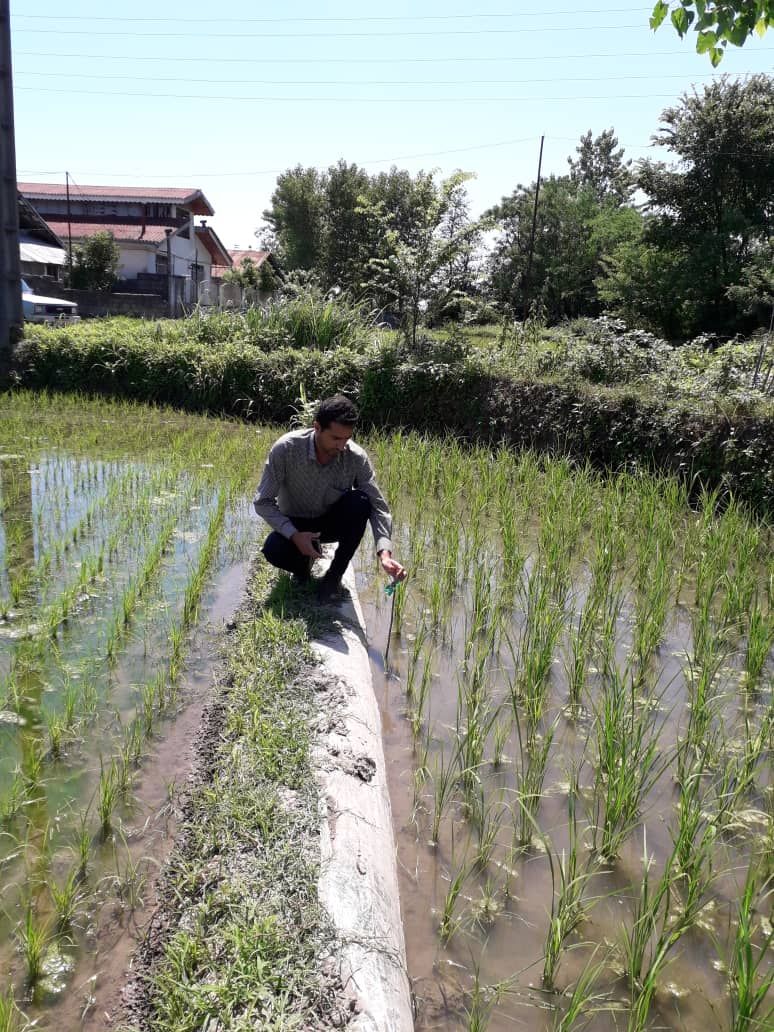 بازدید از تریکوکارت های توزیع شده در شالیزارها شهرستان رودسر