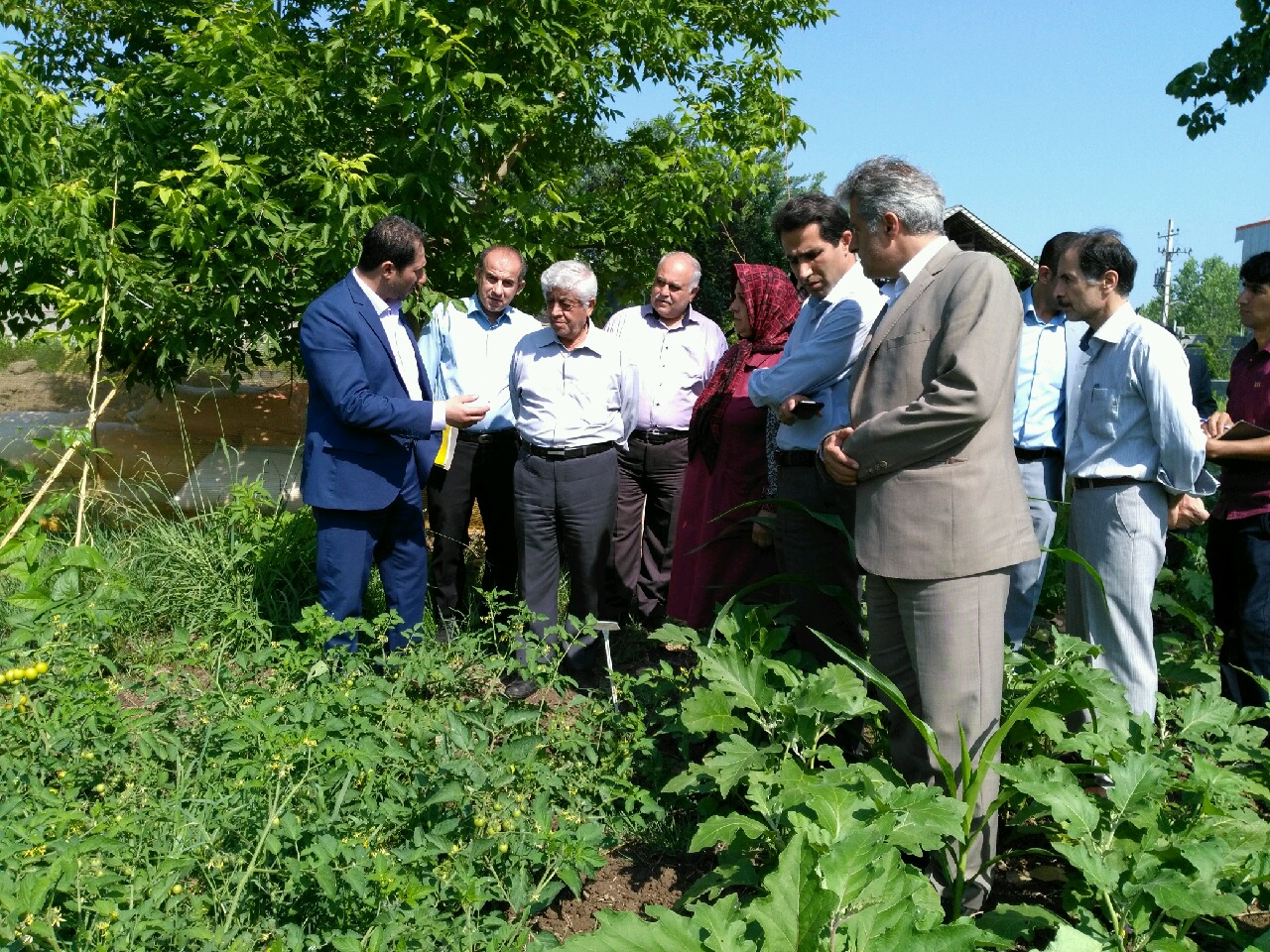 بازدید معاون وزیر جهاد کشاورزی از مجتمع کشت و صنعت توم بیجار شهرستان لاهیجان