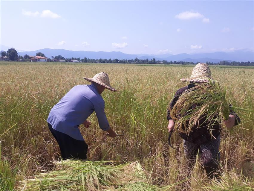 برداشت اولین خوشه های طلایی برنج در شهرستان شفت روستای بیالوا