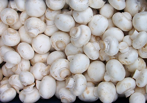 تولید بیش از سه هزارو 600 تن قارچ خوراکی در گیلان