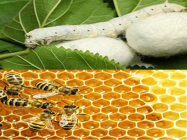  برگزاری دوره های تخصصی پرورش کرم ابریشم و زنبور داری برای 581 نفر از همکاران جهاد کشاورزی 