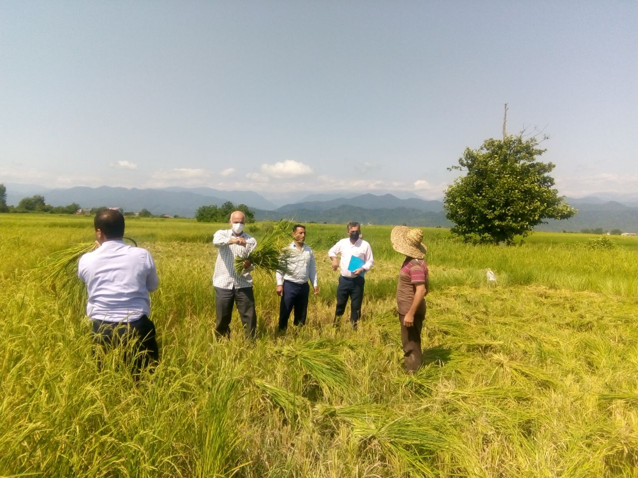 اولین برداشت برنج در شهرستان تالش 