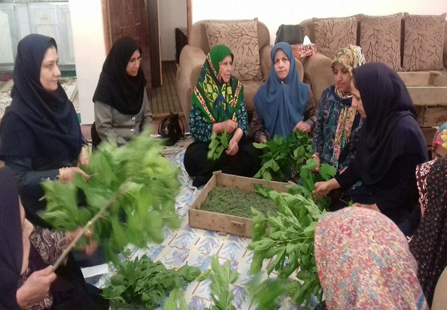 توانمند سازی زنان نوغاندار در لاهیجان