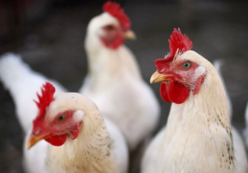 خرید بیش از ۷۰۰ تن مرغ مازاد از مرغداران استان گیلان