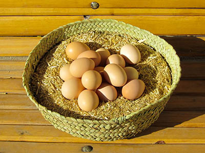 طیور بومی سهم بیشتری در تولید تخم مرغ دارند