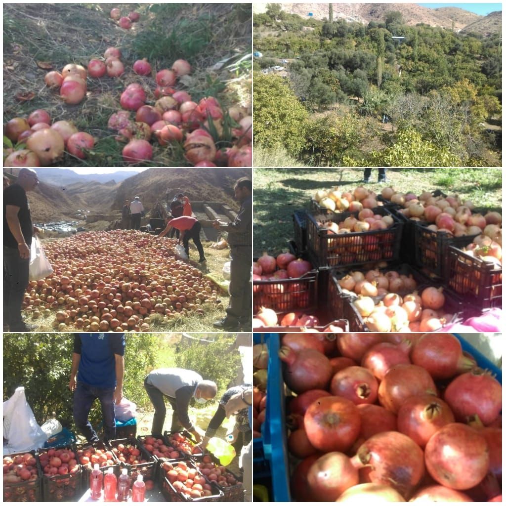 مراسم برداشت انار شیرین در روستای انبوه رودبار