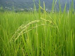ظهور اولین خوشه طلایی برنج در شهرستان شفت 