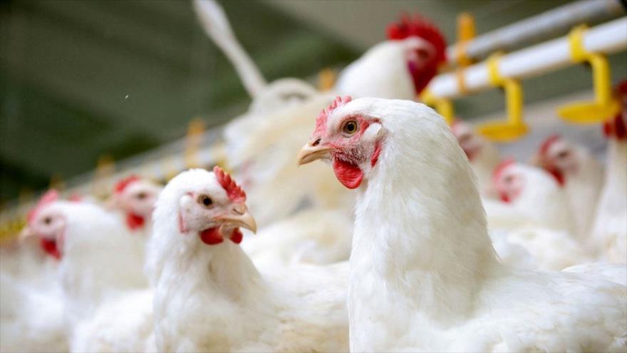 گیلان دومین تولید کننده مرغ مادر گوشتی کشور