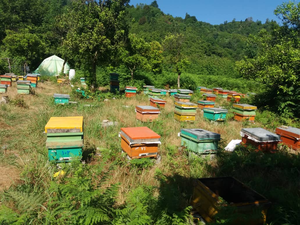 تولید 300تن عسل در شهرستان رودسر
